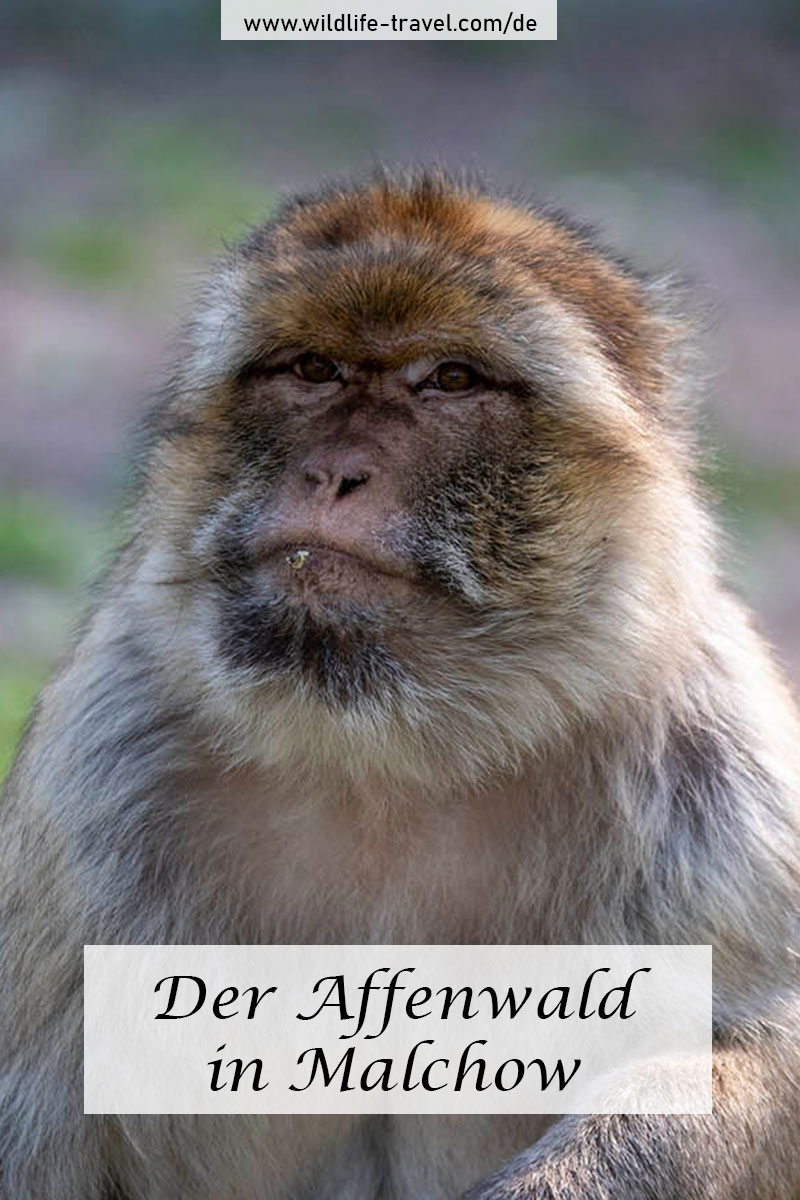 Affenwald