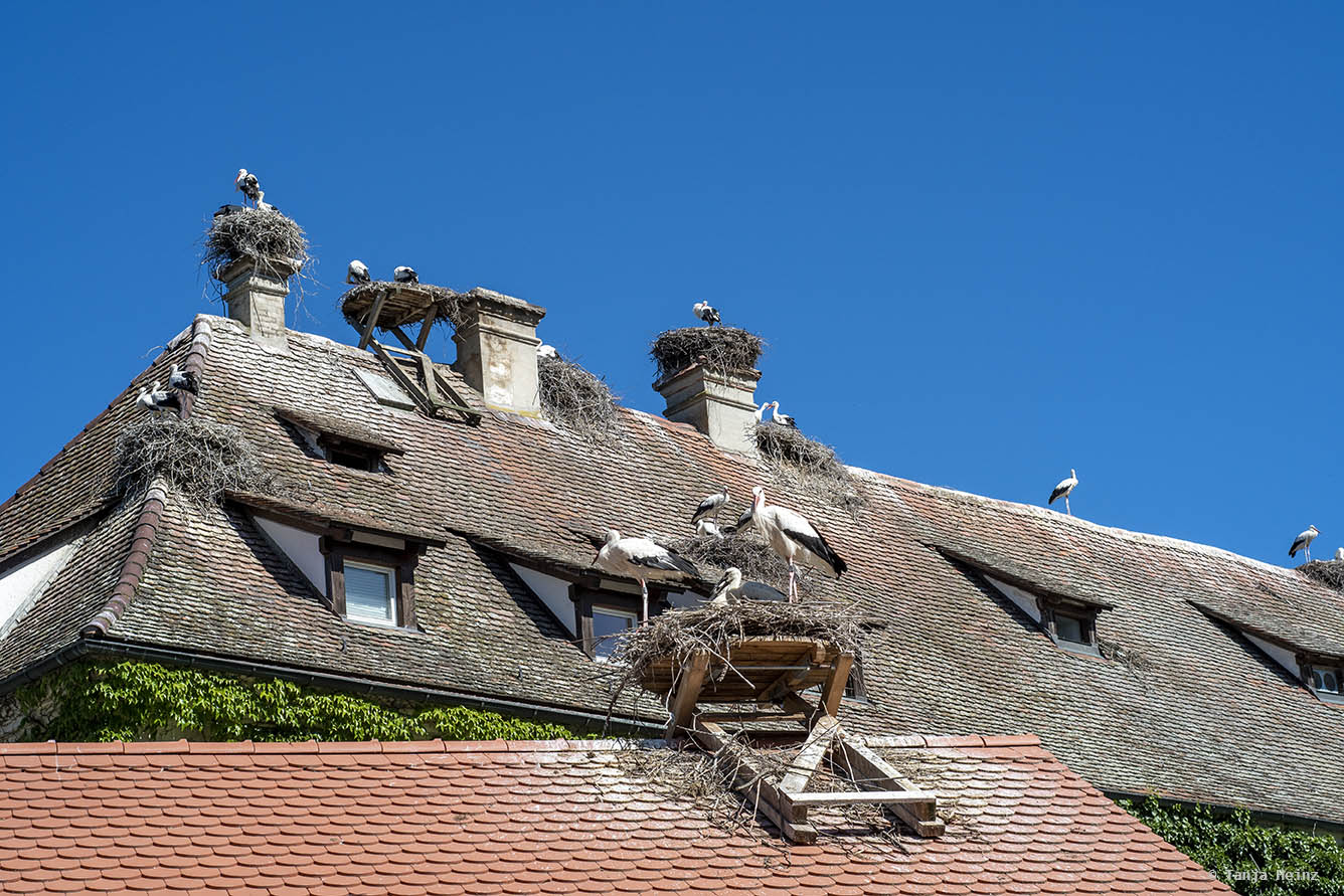 White storks on a roof