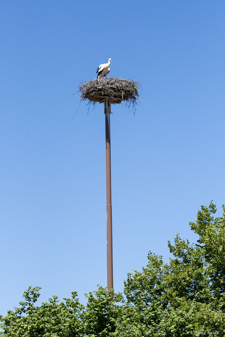 White stork in its nest