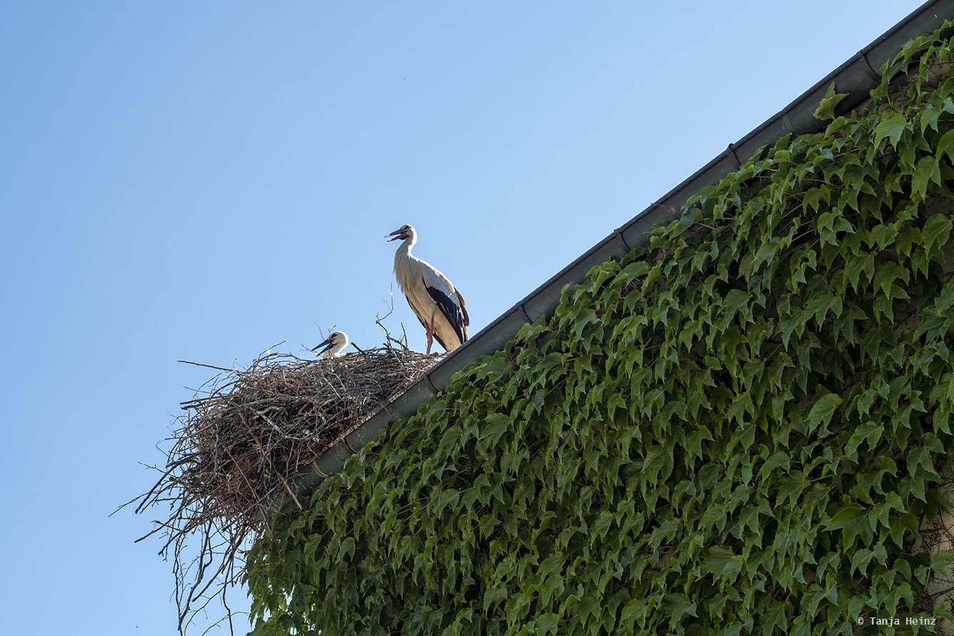 Breeding pair in the nest