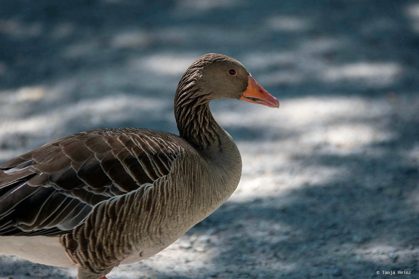 Greylag goose in Salem