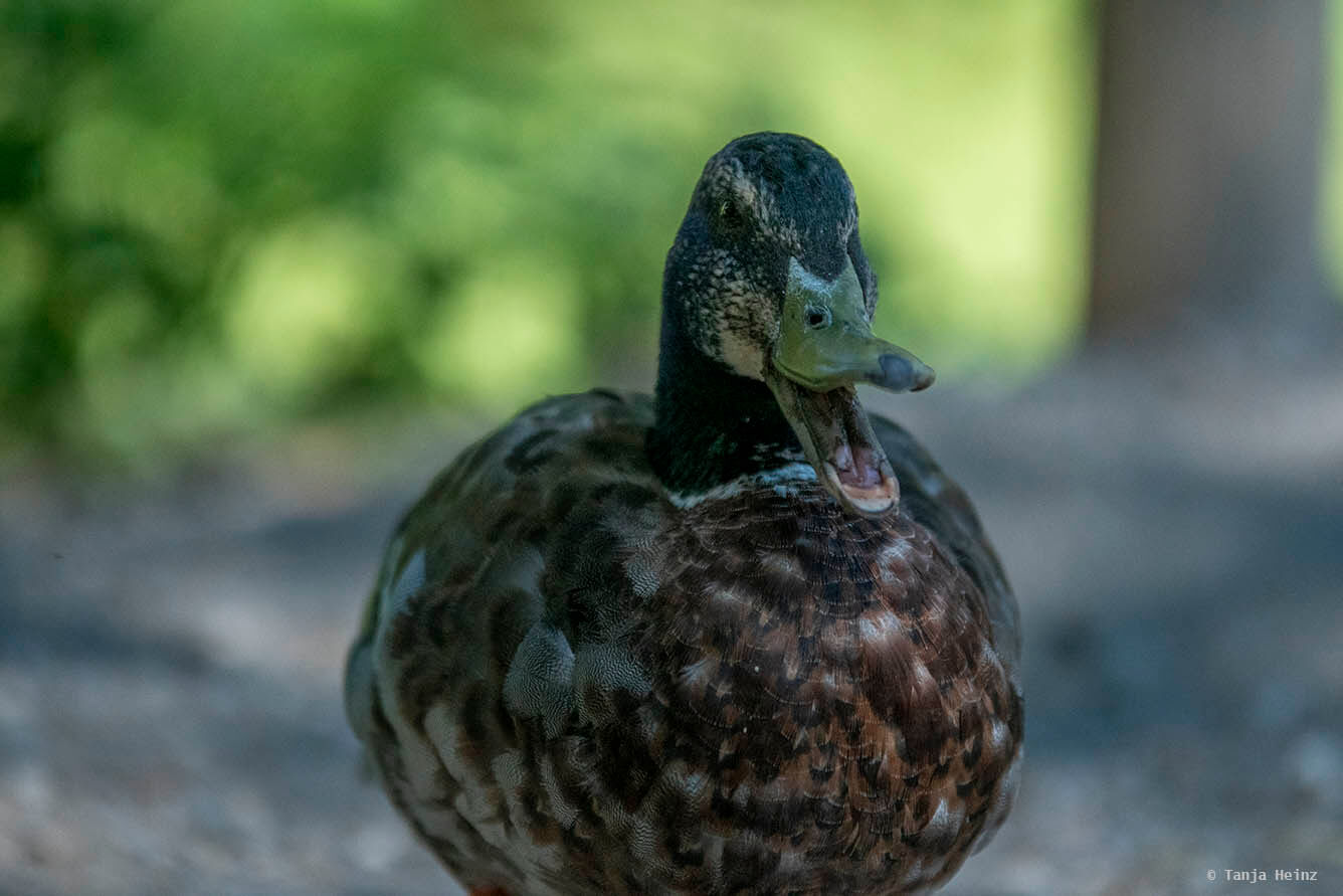 Mallard in Salem