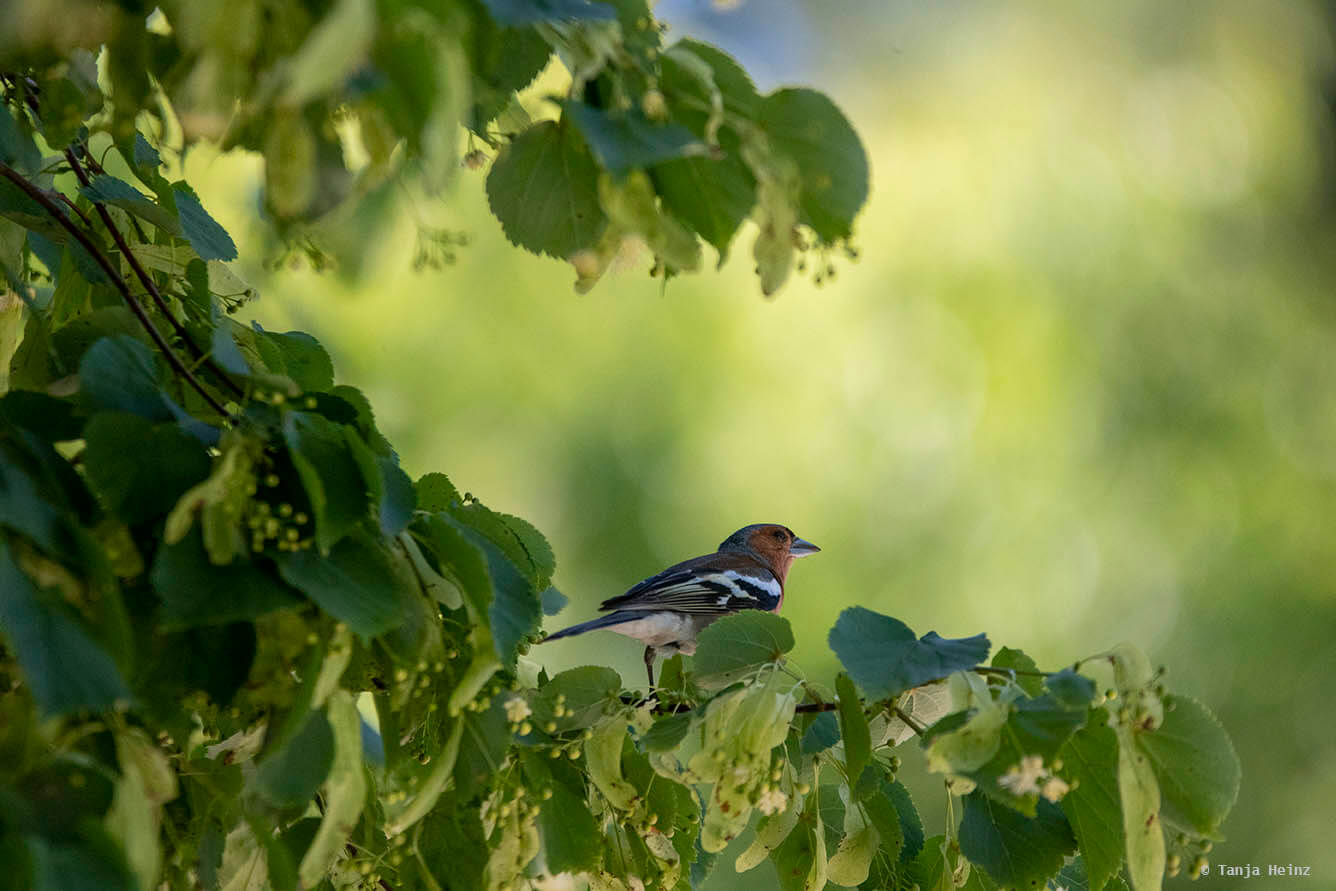Common chaffinch in a tree