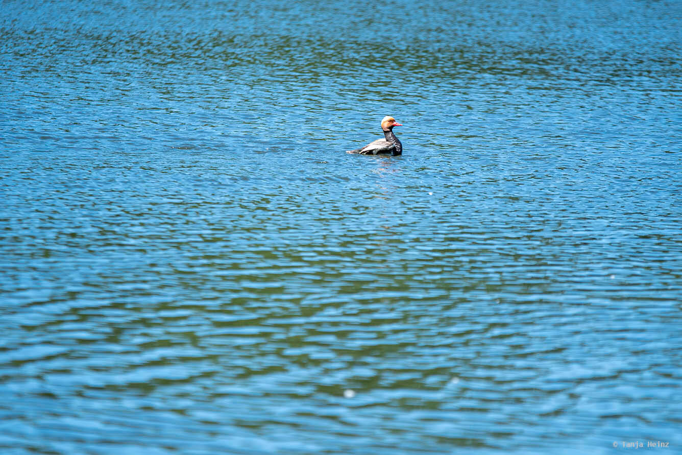 Red-crested pochard in the lake