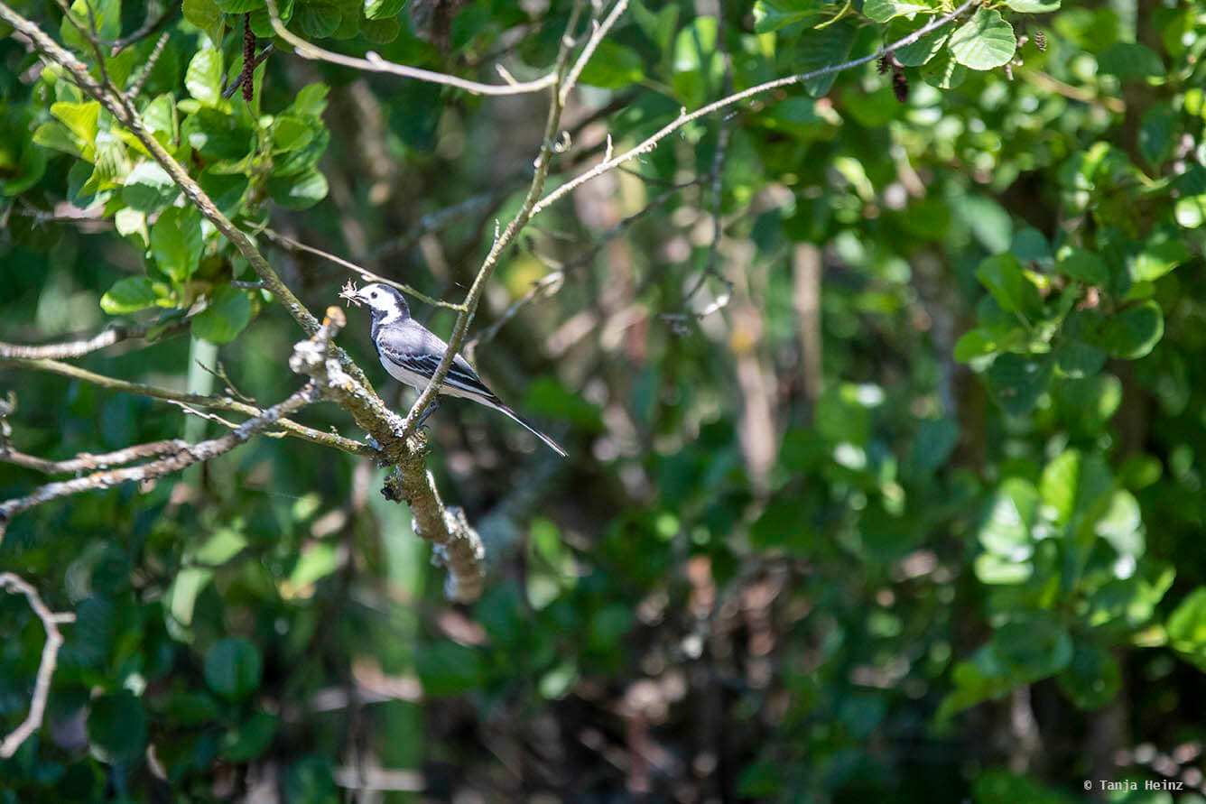 White wagtail in a tree