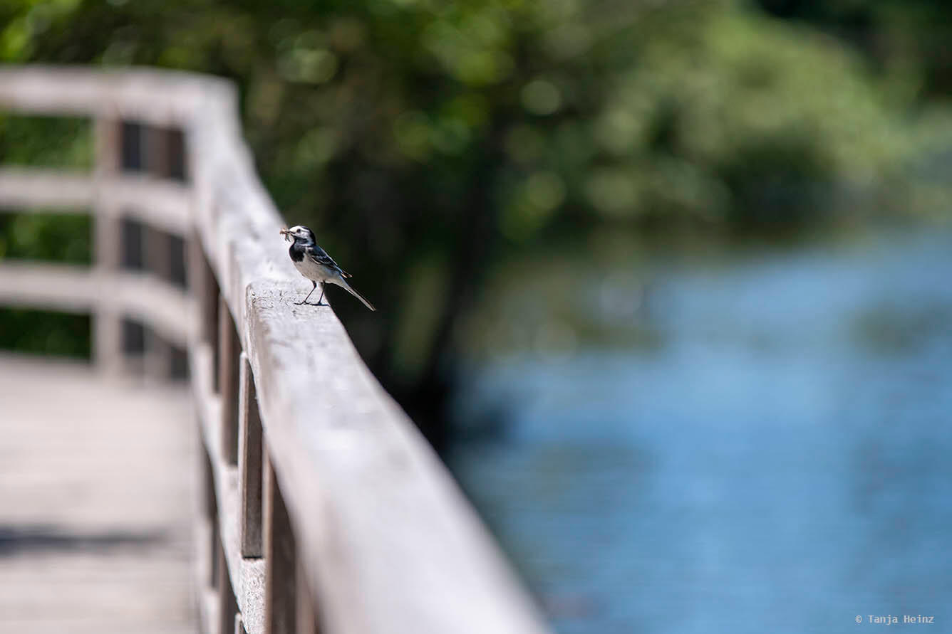 White wagtail on a rail
