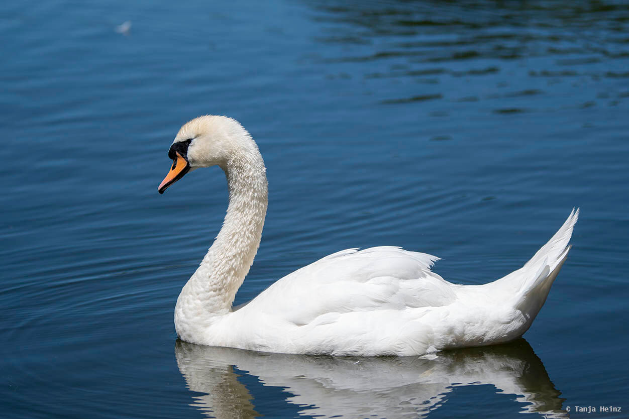 Mute swan in a lake