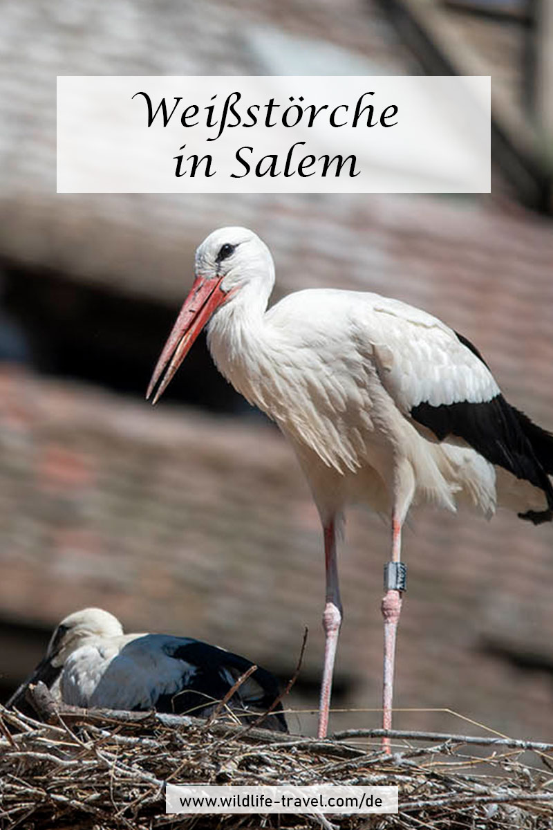 Weißsstorch