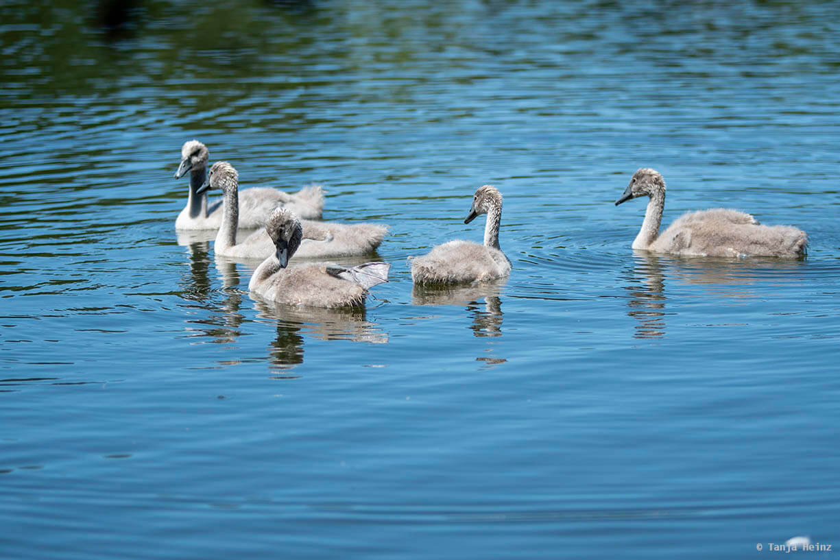 Mute swan offspring in a lake