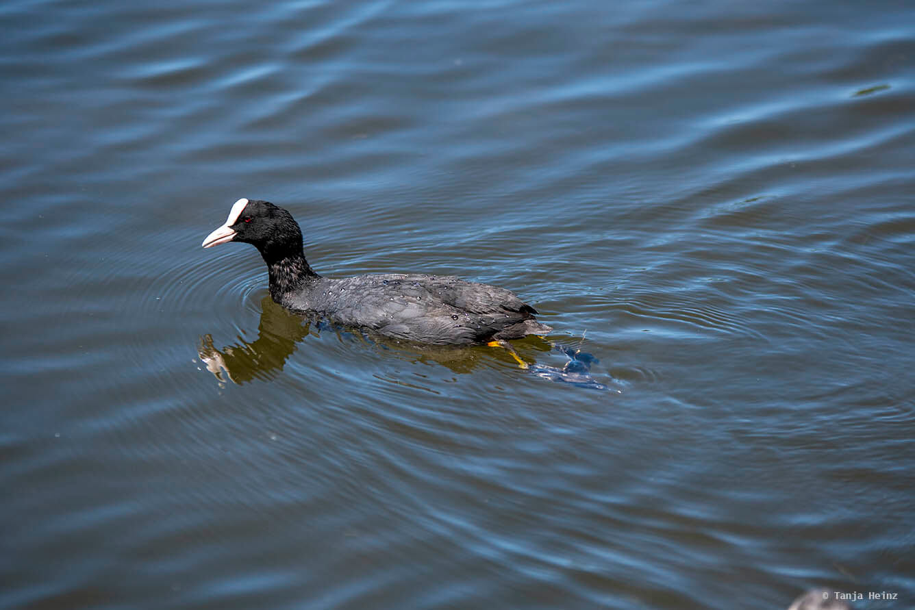 Eurasian coot swimming in a lake