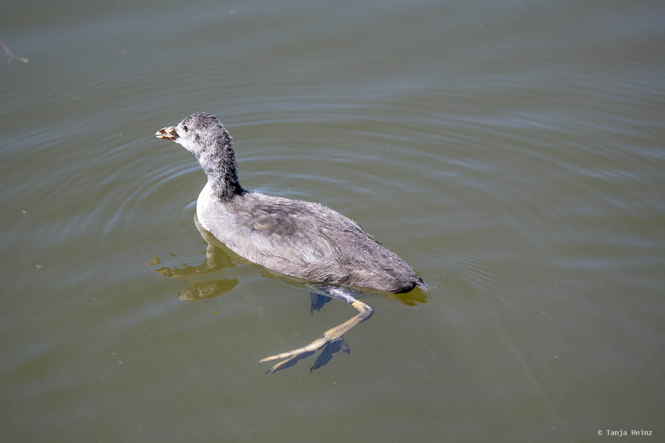 Eurasian coot young swimming in a lake