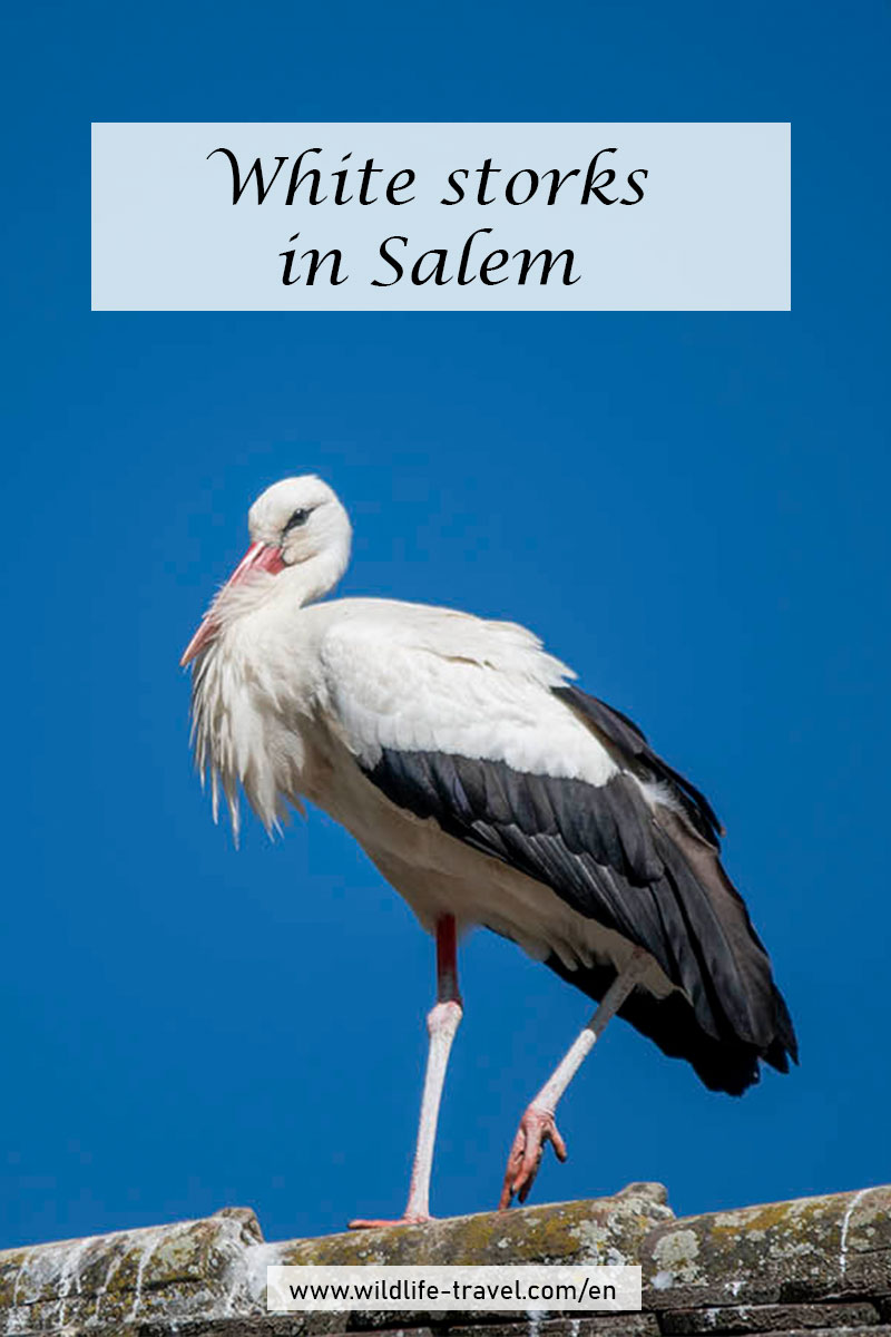 White stork