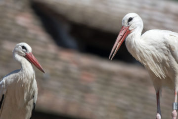 white stork