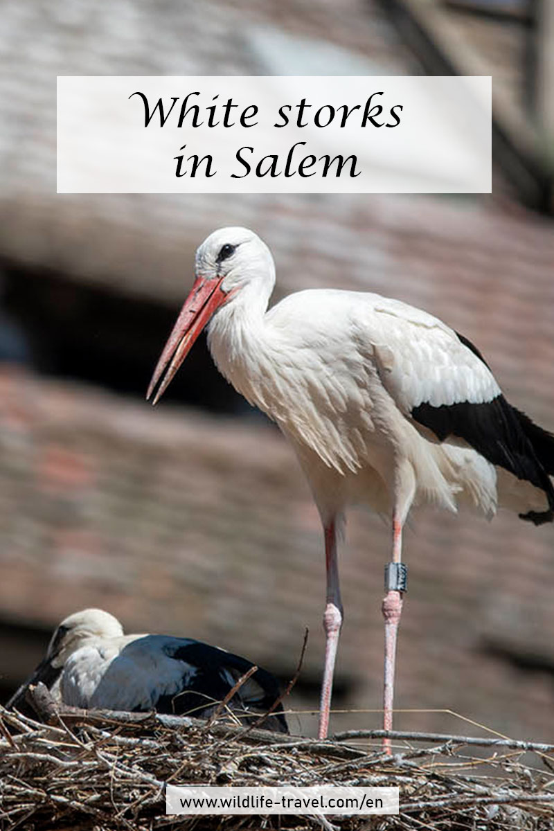 White stork