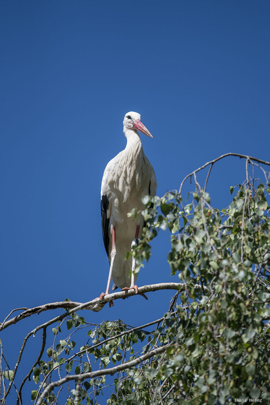 White stork on a branch