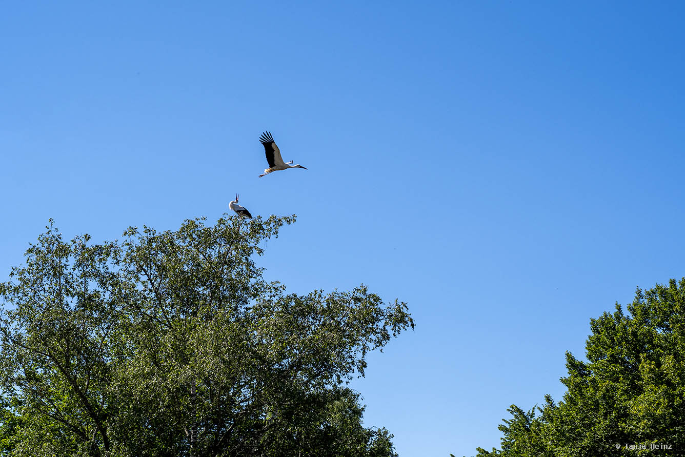 Two white storks in a tree