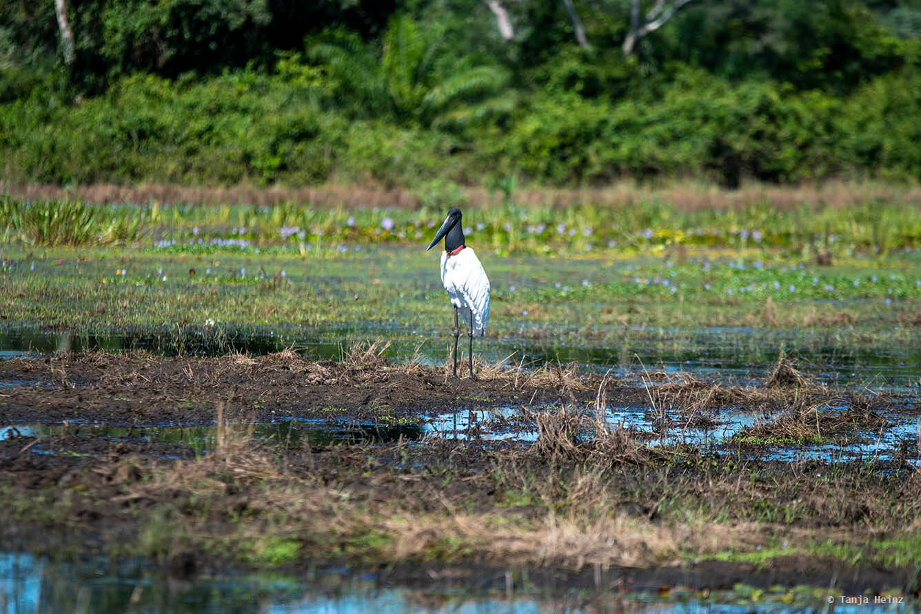 Jabiru in the Pantanal