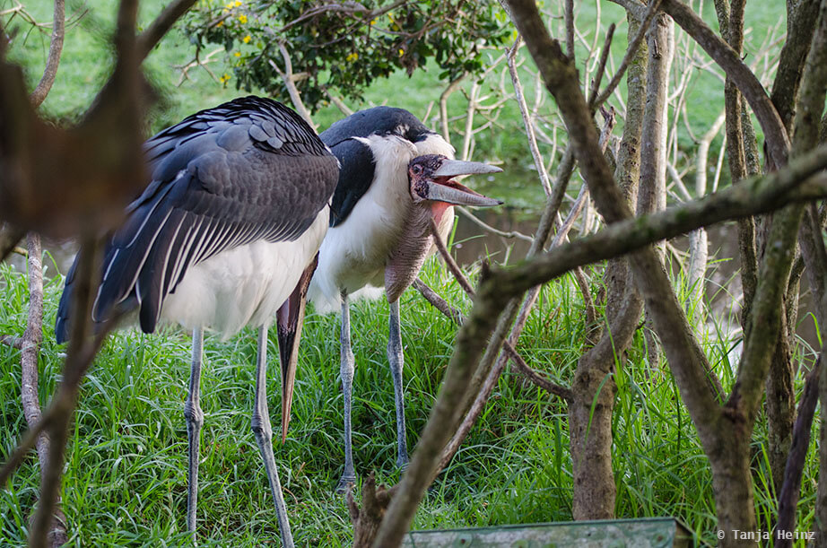 Marabou stork in Africa