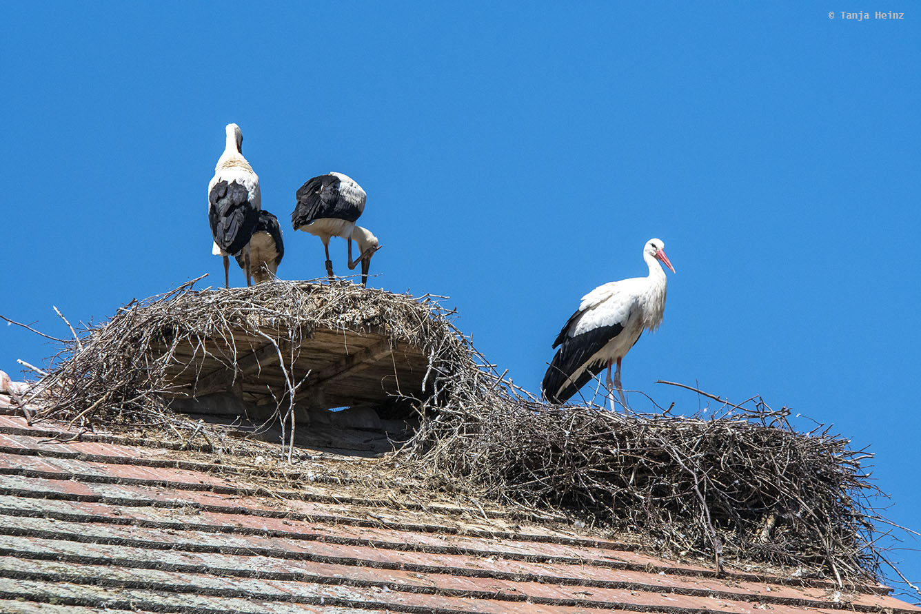 White storks on a roof