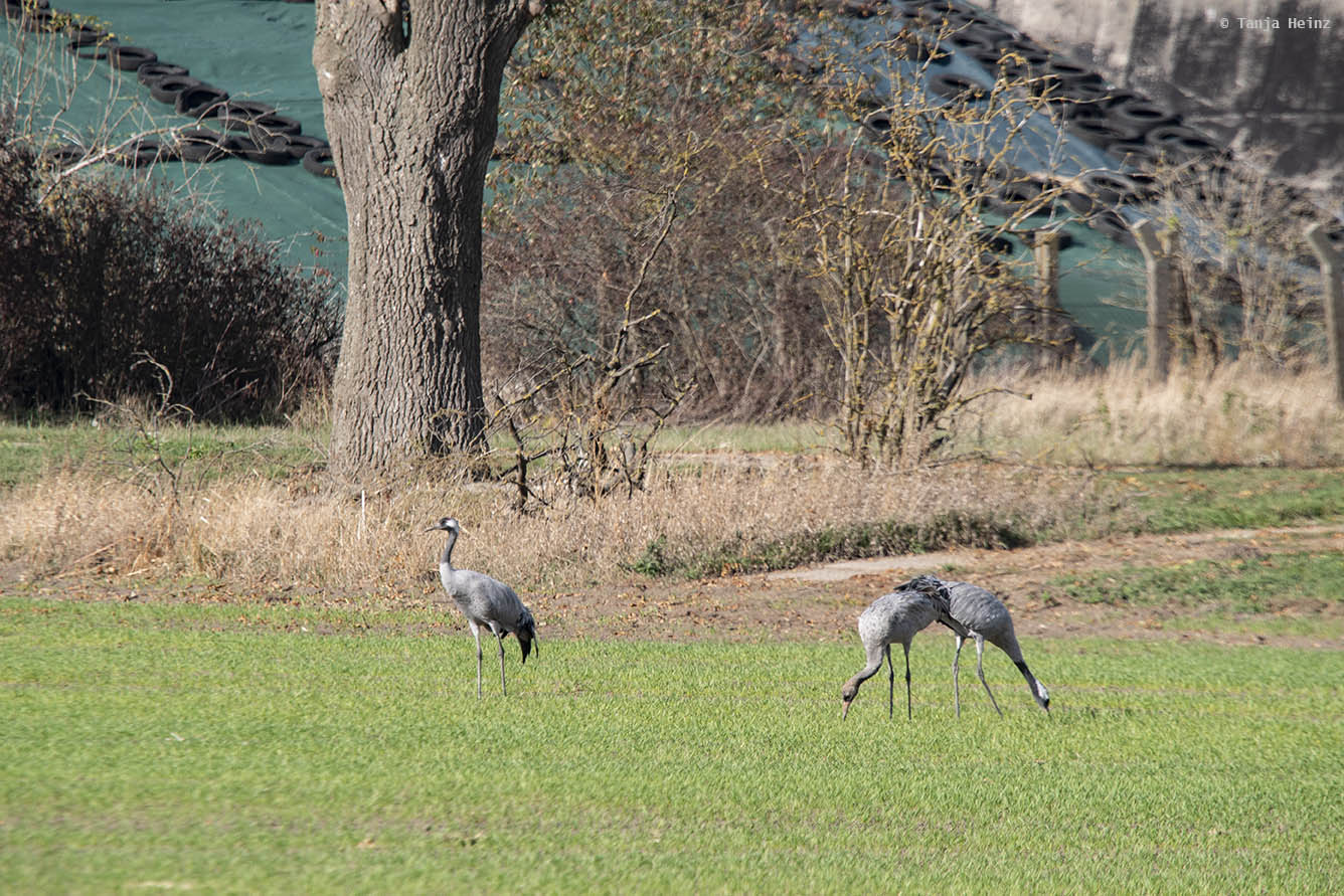 Common cranes in Linum