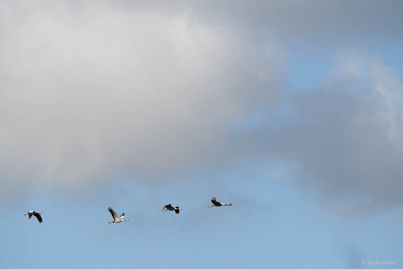 Cranes in flight