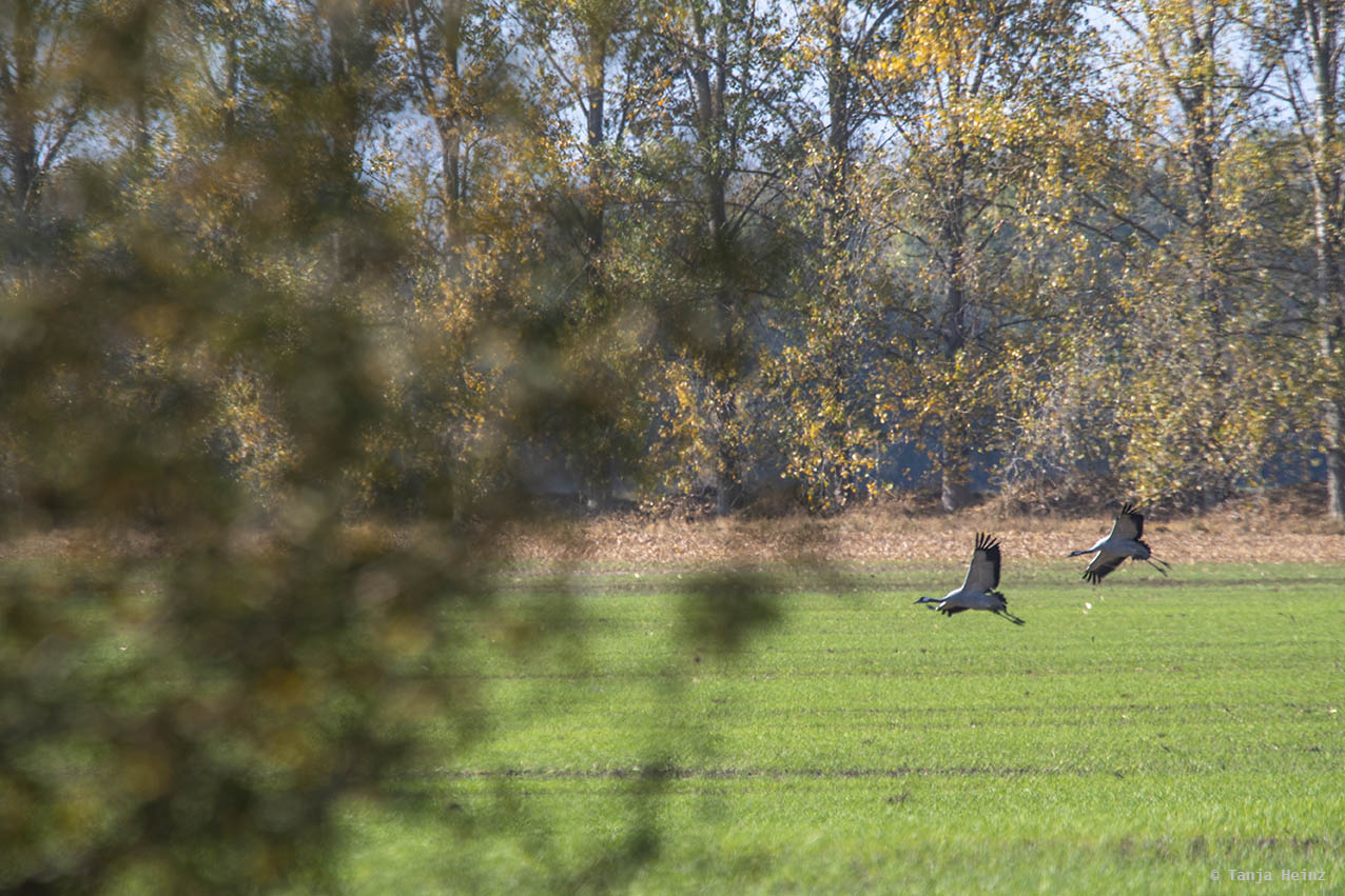 Two common cranes in flight