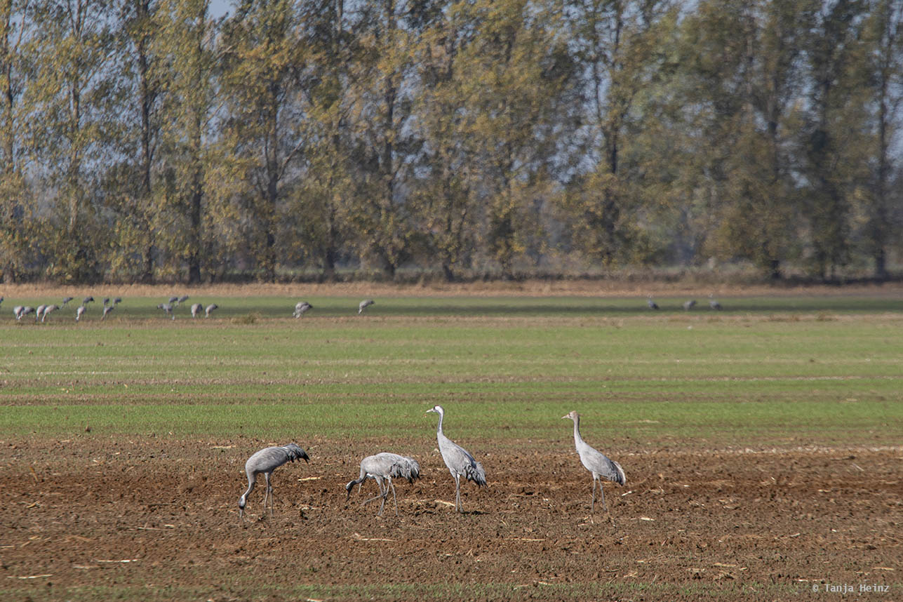 Cranes feeding in a corn field
