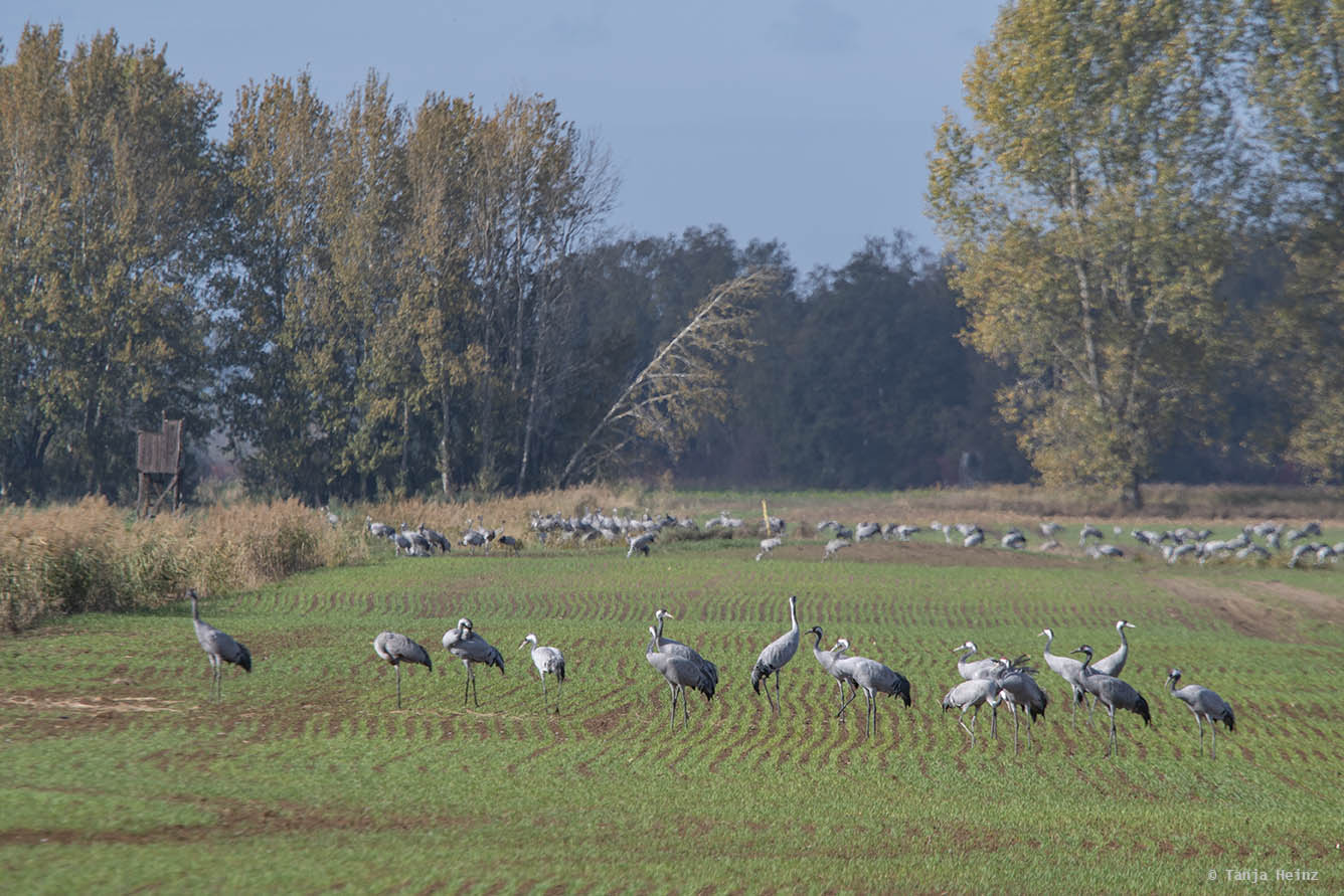 Common cranes in Linum