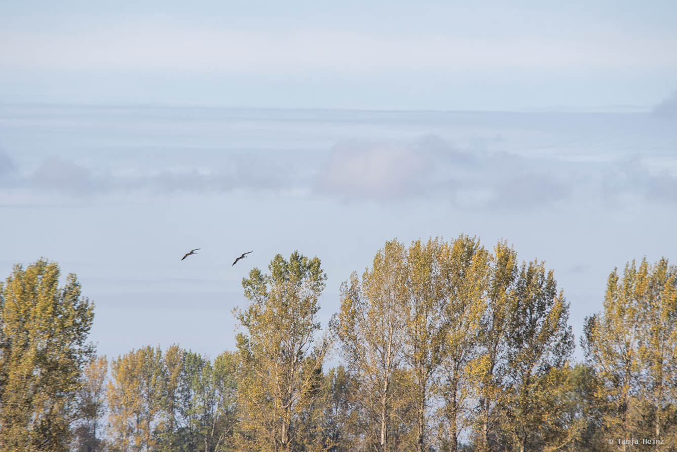 Common cranes in Linum