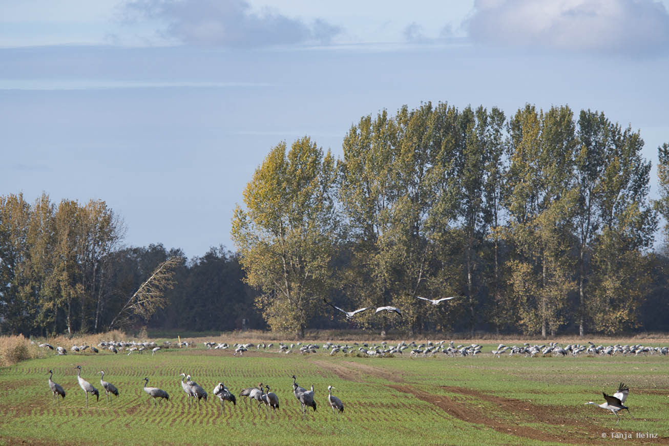 Common cranes in Linum