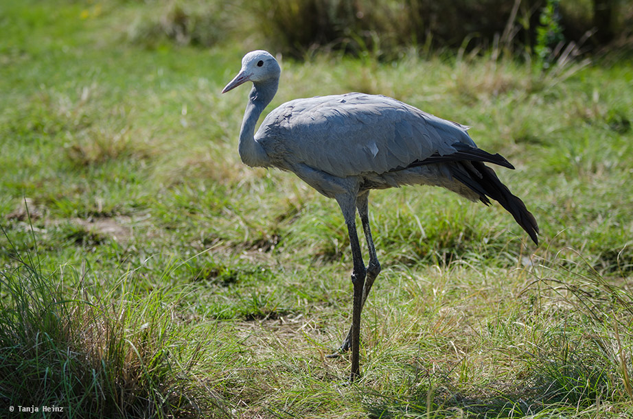 Blue crane