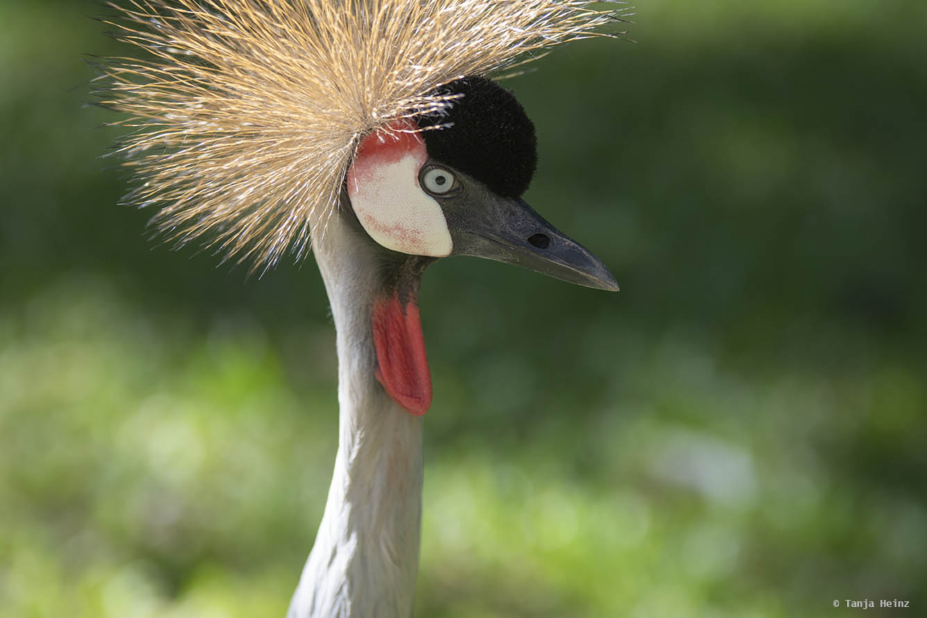Crowned crane