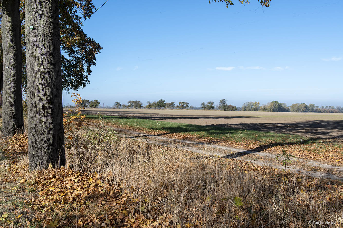 Corn fields in Brandenburg