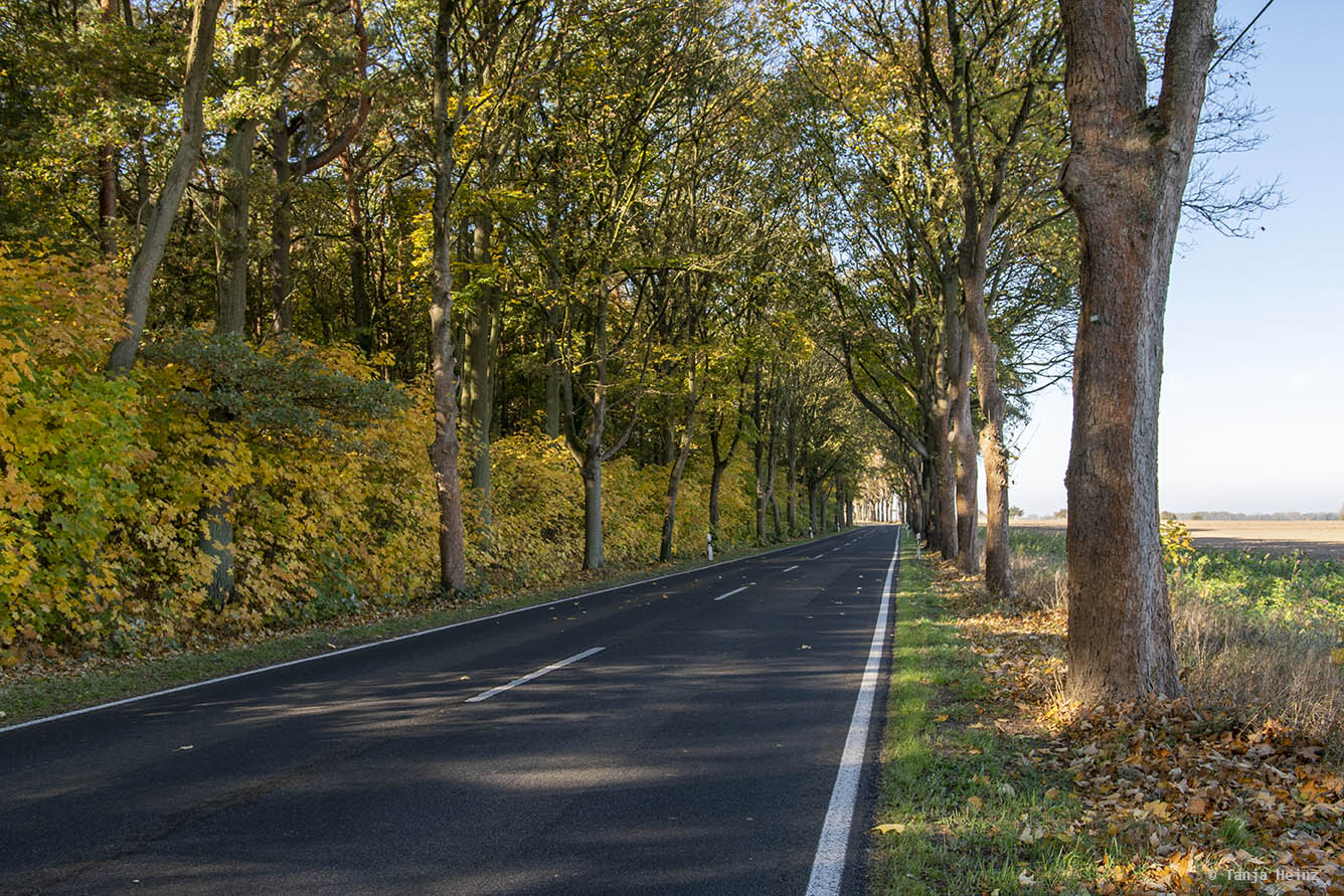 Street between Kremmen and Linum