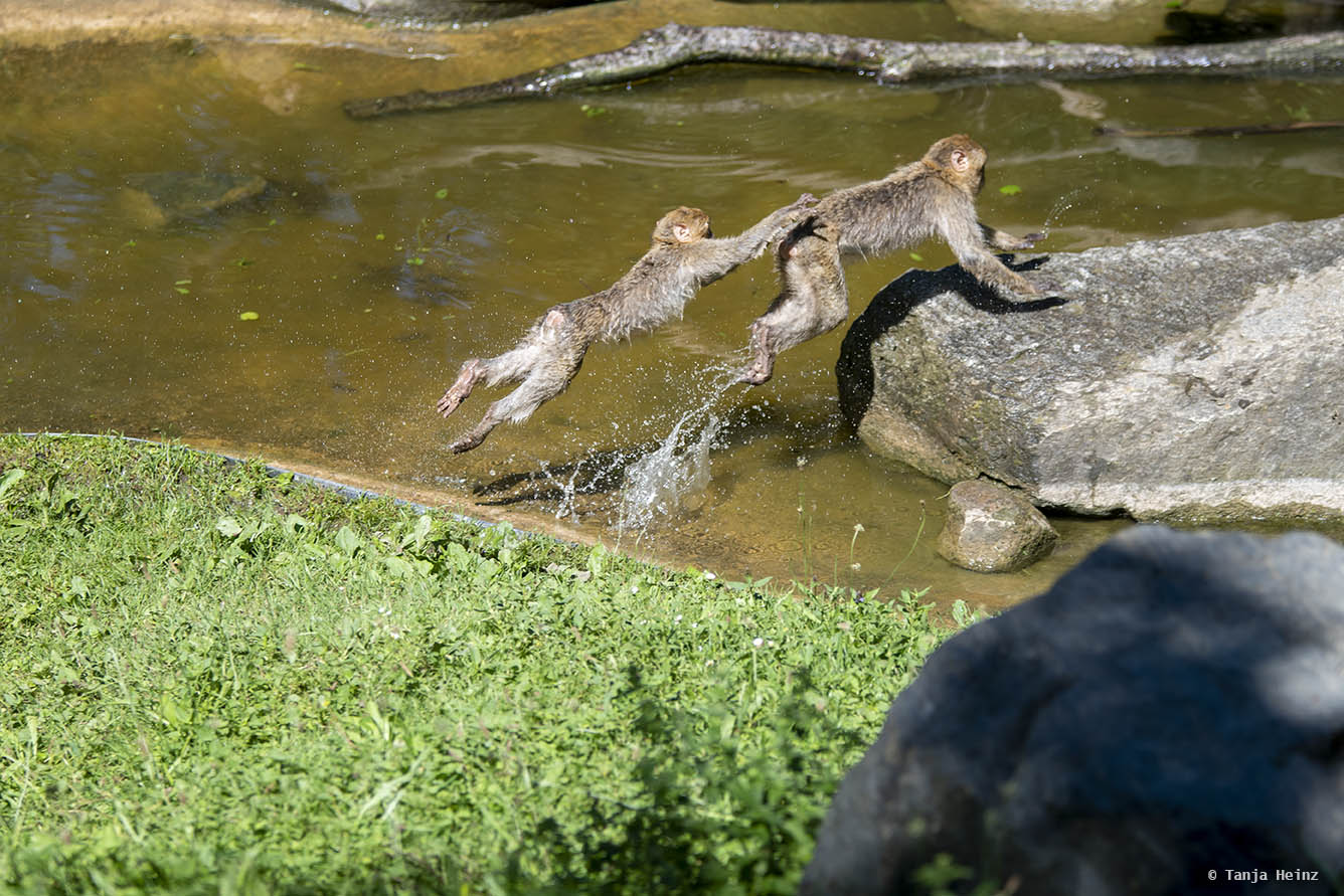 playing monkeys