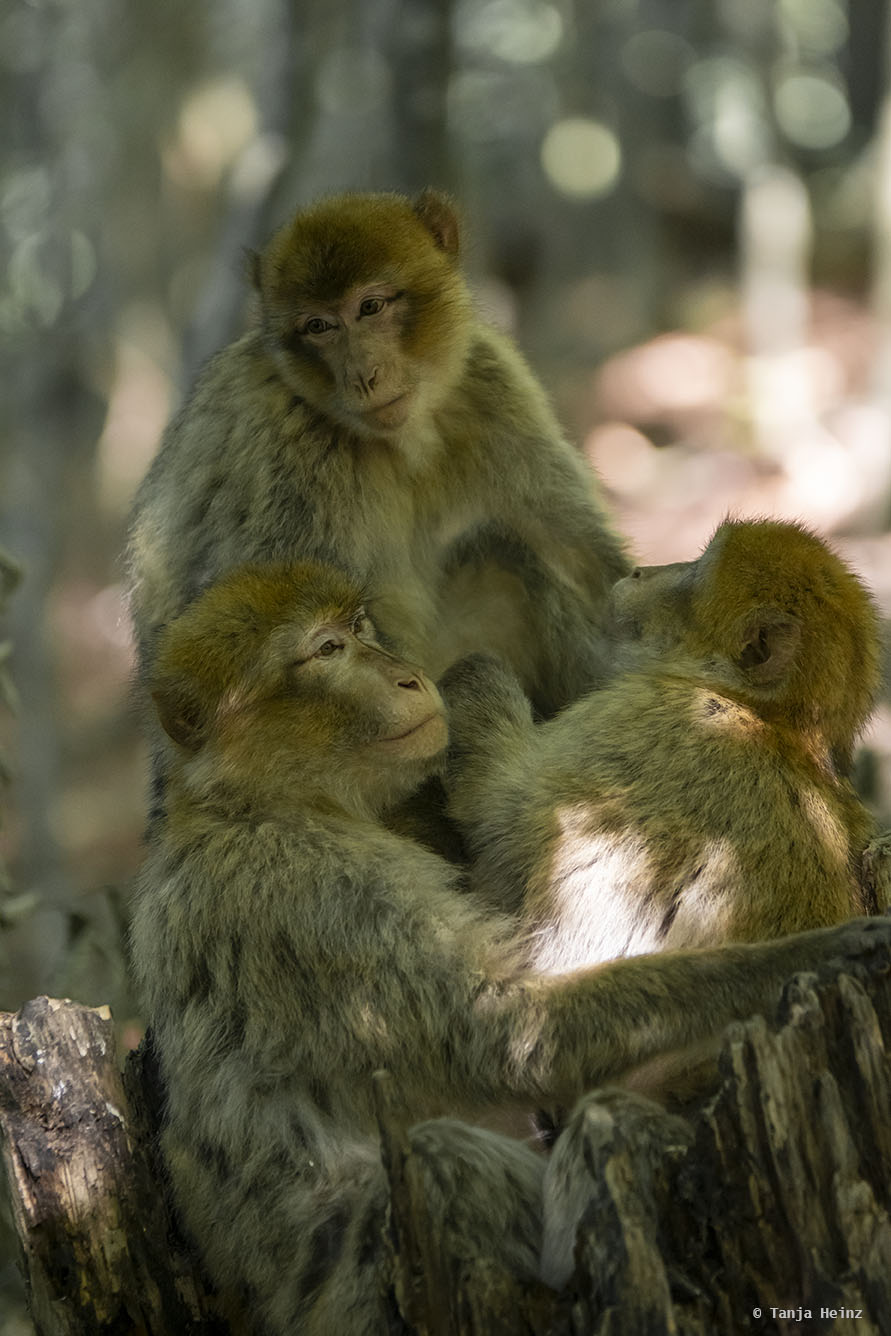 monkeys cuddling