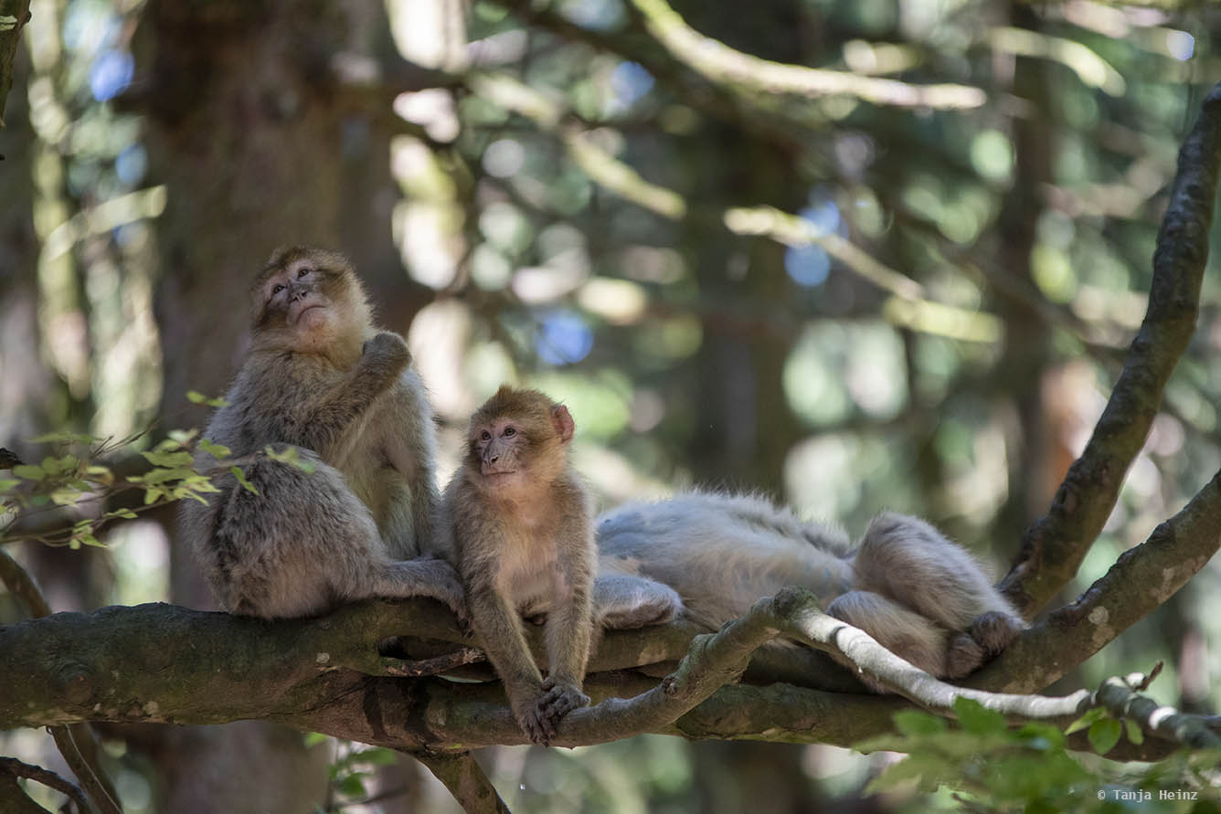 barbary macaques in a tree