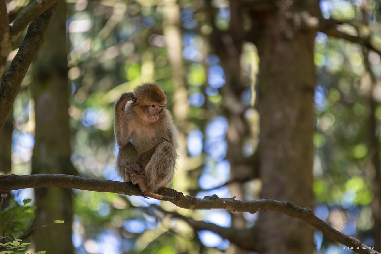 barbary macaque on a branch