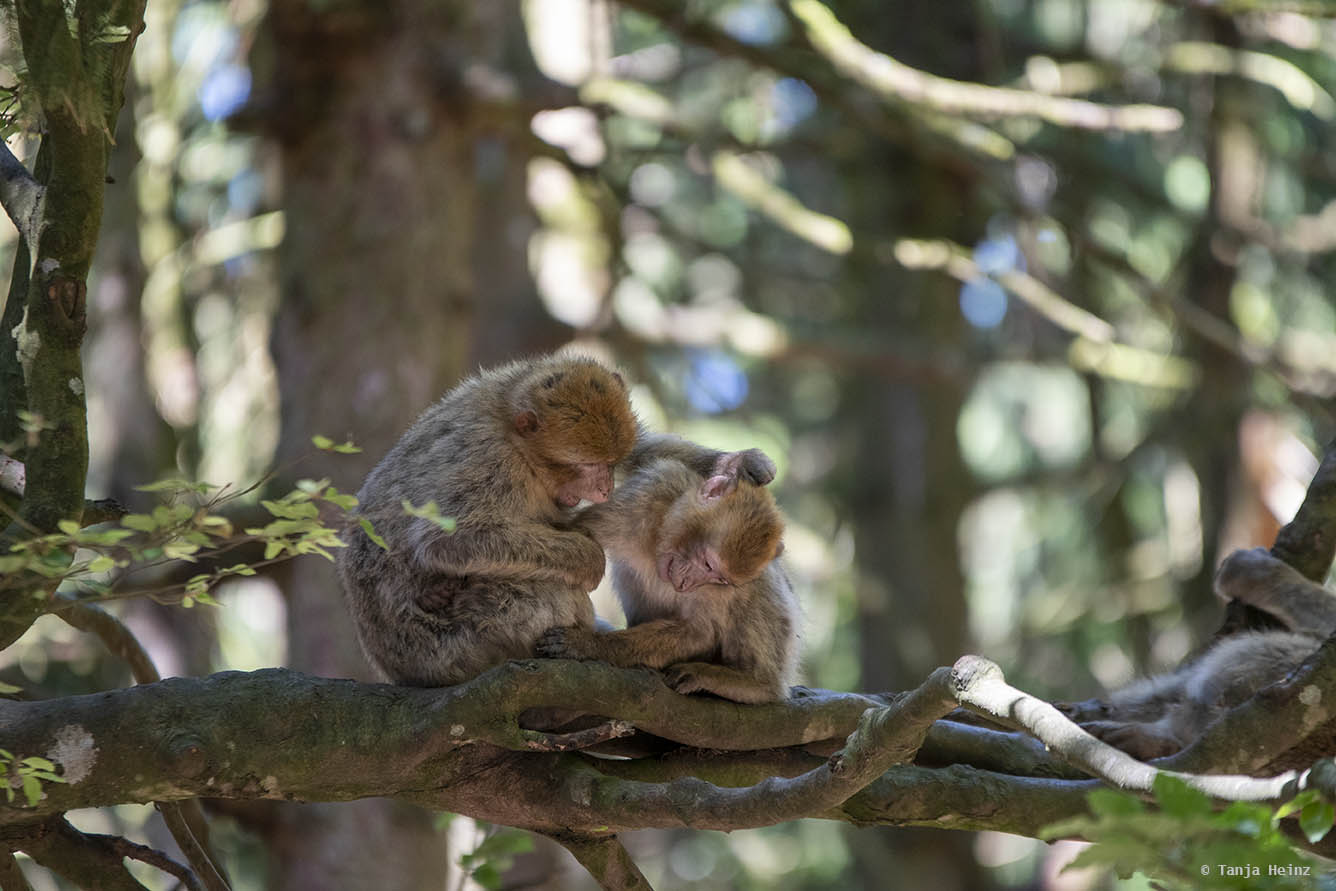 barbary macaques in a tree