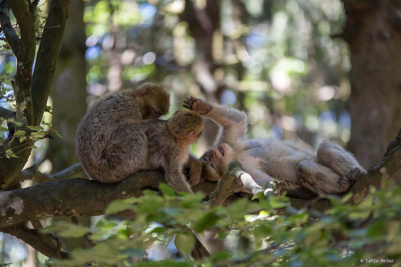 barbary macaques in a tree