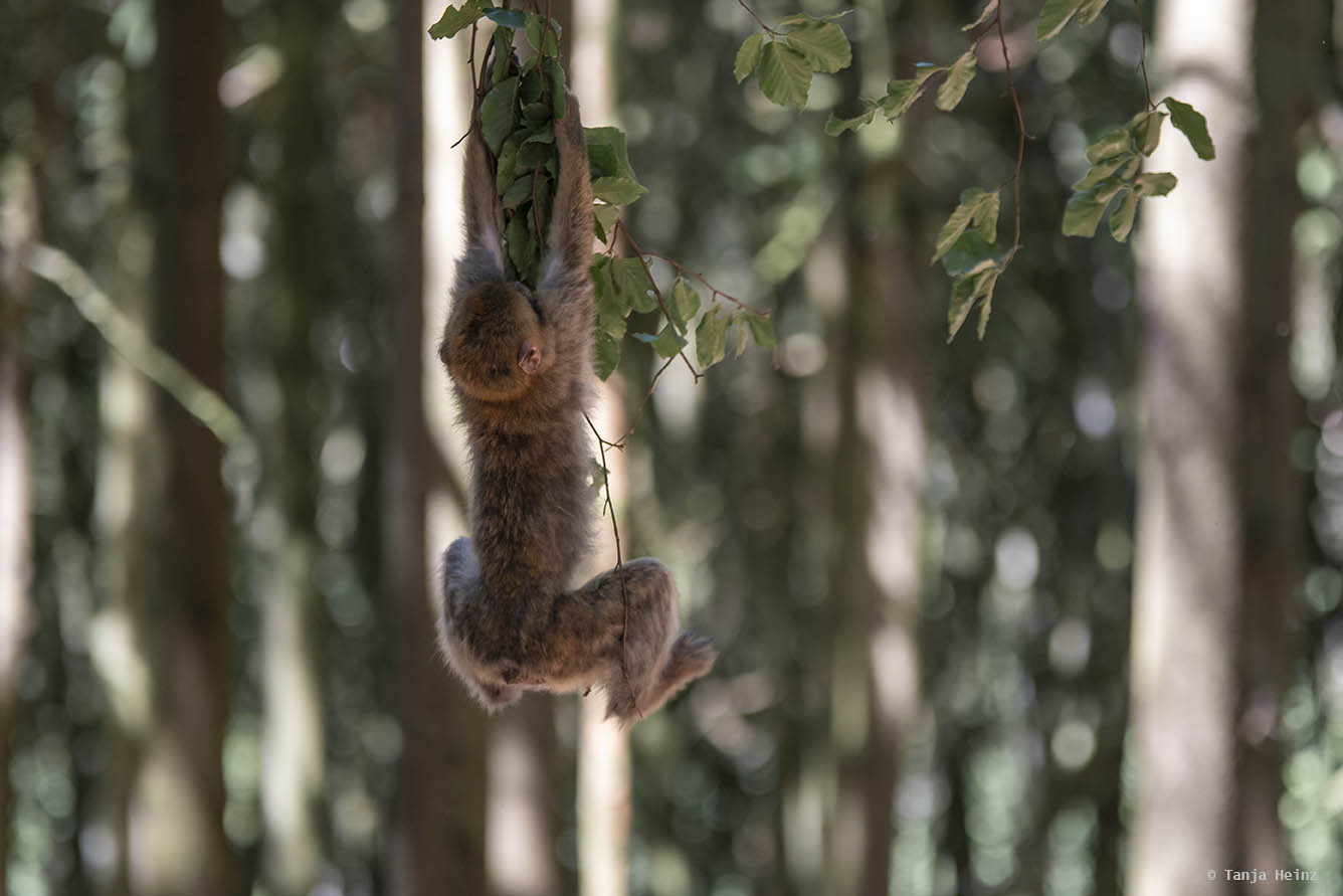 barbary macaque playing in a tree