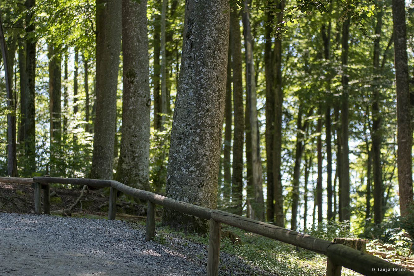 forest on the Affenberg Salem