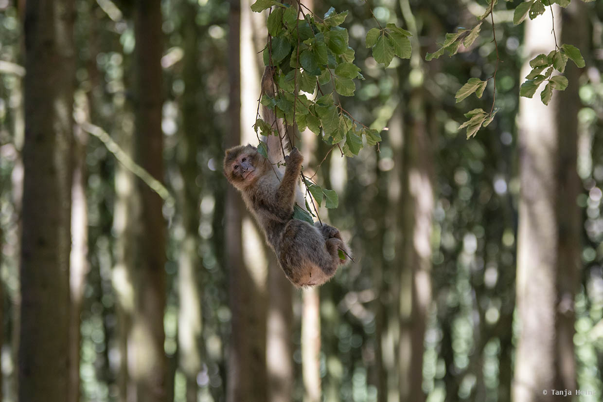 barbary macaque playing in a tree