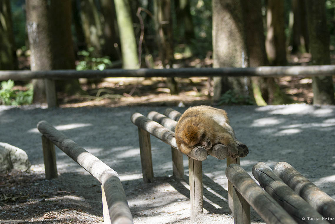 barbary macaque sleeping