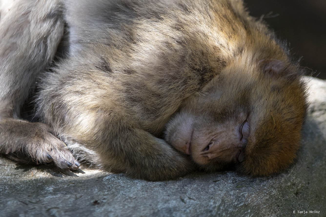 barbary macaque sleeping
