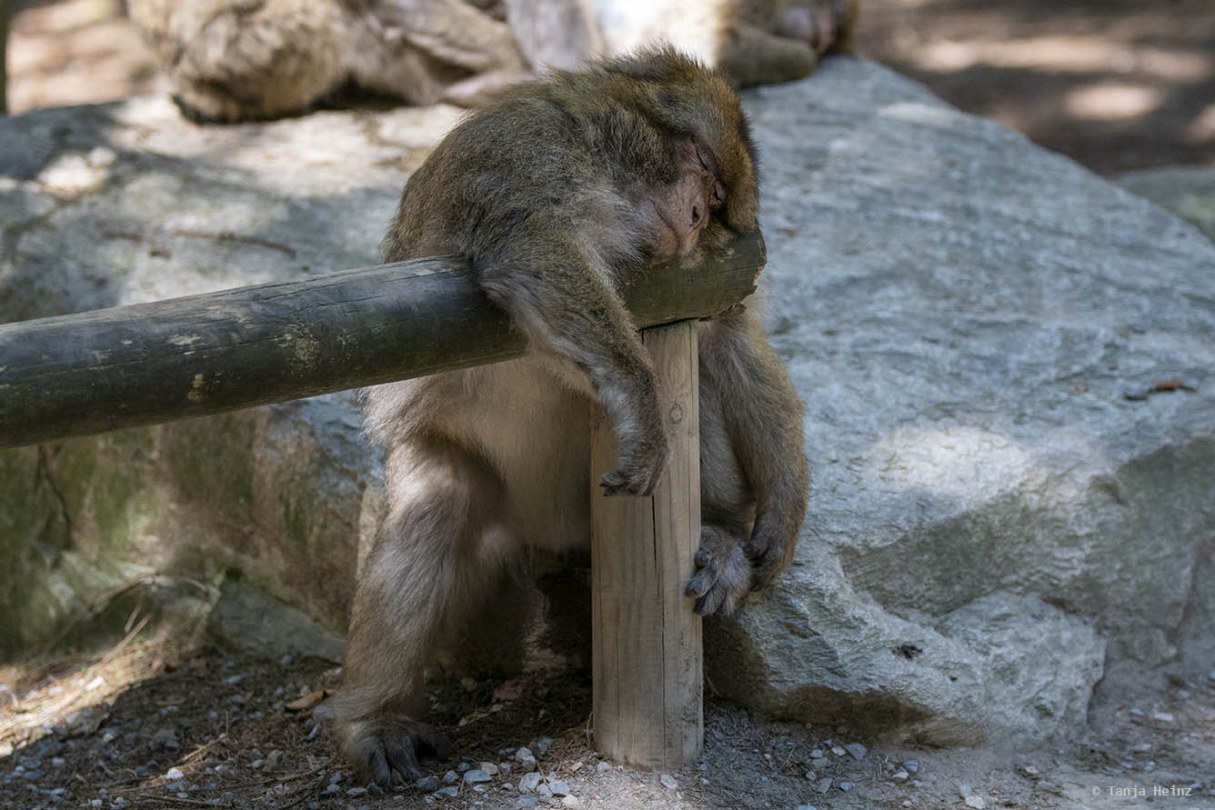barbary macaque sleeping