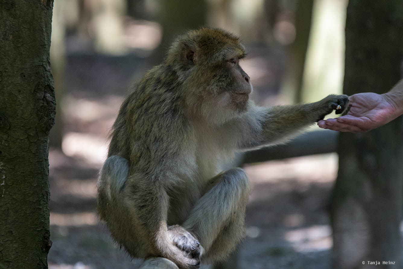barbary macaque being fed with popcorn