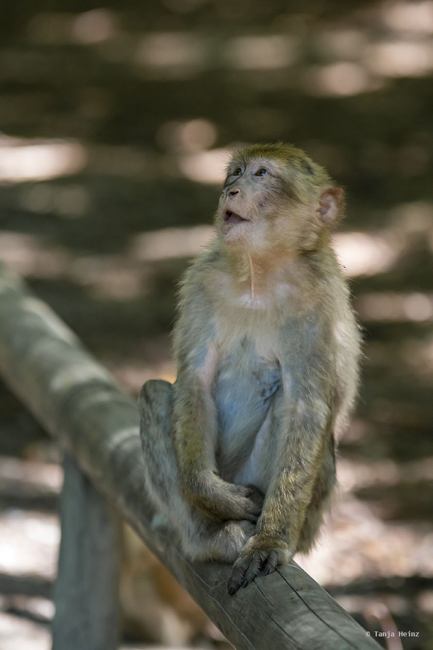 barbary macaque waiting for popcorn