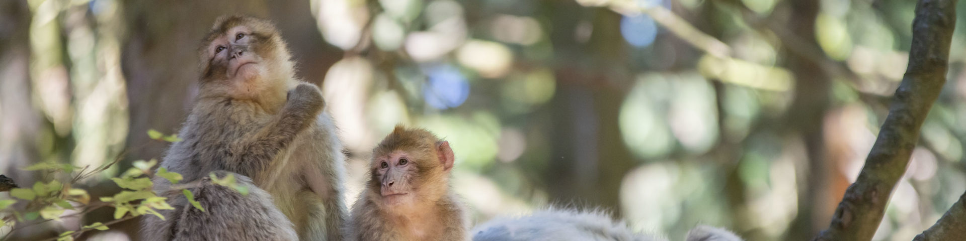 barbary macaque on a branch