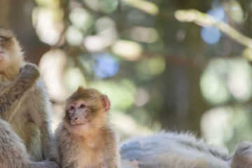 barbary macaque on a branch